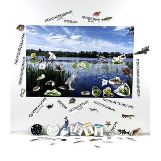 Магнитный плакат Водоём с набором карточек (мобильный)