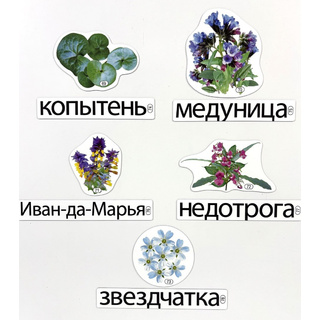 Набор магнитных карточек Почему так называются? (к плакату Лес, тема 7)