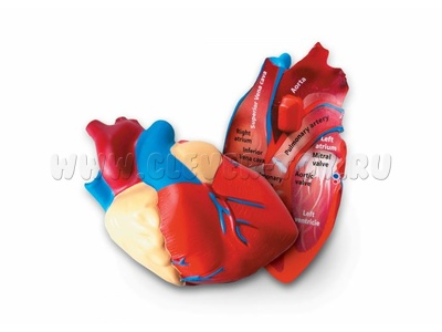 Анатомия. Модель сердца человека (остатки)