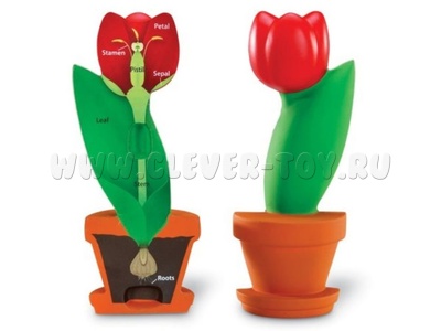 Цветок модель в сечении