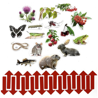 Набор магнитных карточек Что едят птицы летом? (к плакату Птицы, тема 8)